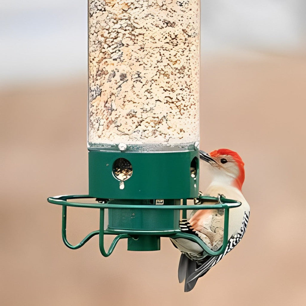 Weight Activated Squirrel Proof Bird Feeder With Anti Squirrel Guard