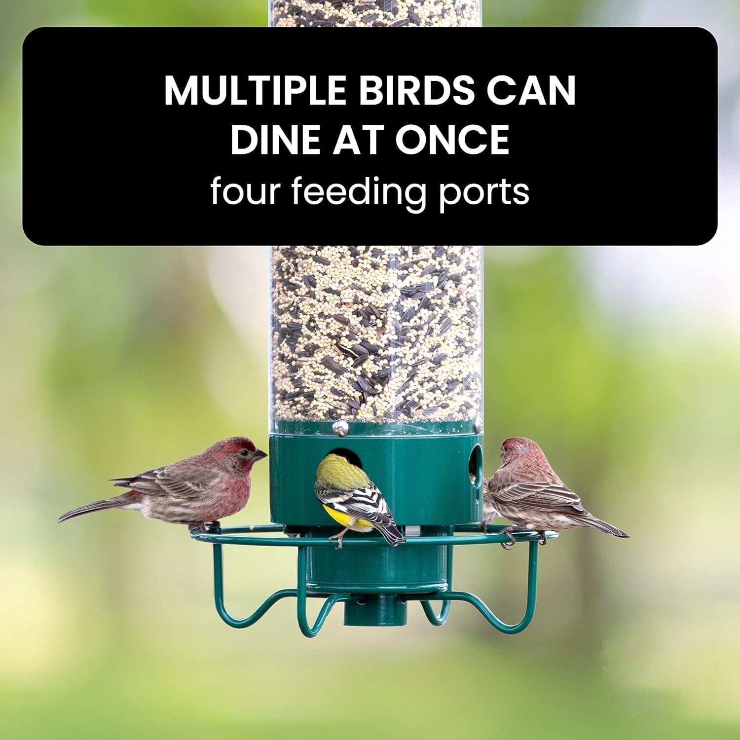 Weight Activated Squirrel Proof Bird Feeder With Anti Squirrel Guard