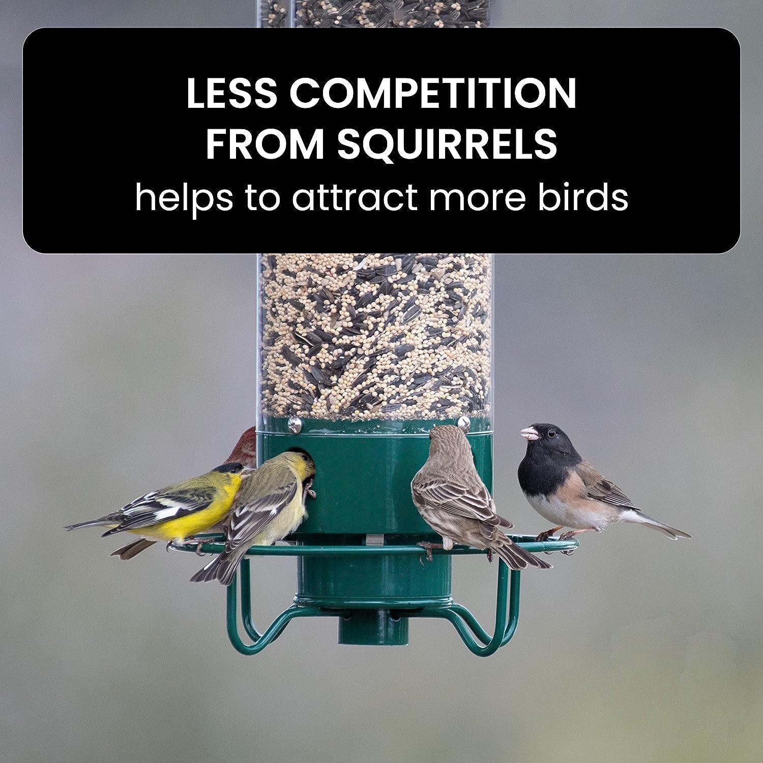 Weight Activated Squirrel Proof Bird Feeder With Anti Squirrel Guard