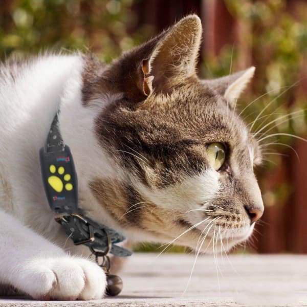 WhiskerTag Mini GPS Tracker For Real-Time Cat Location Monitoring