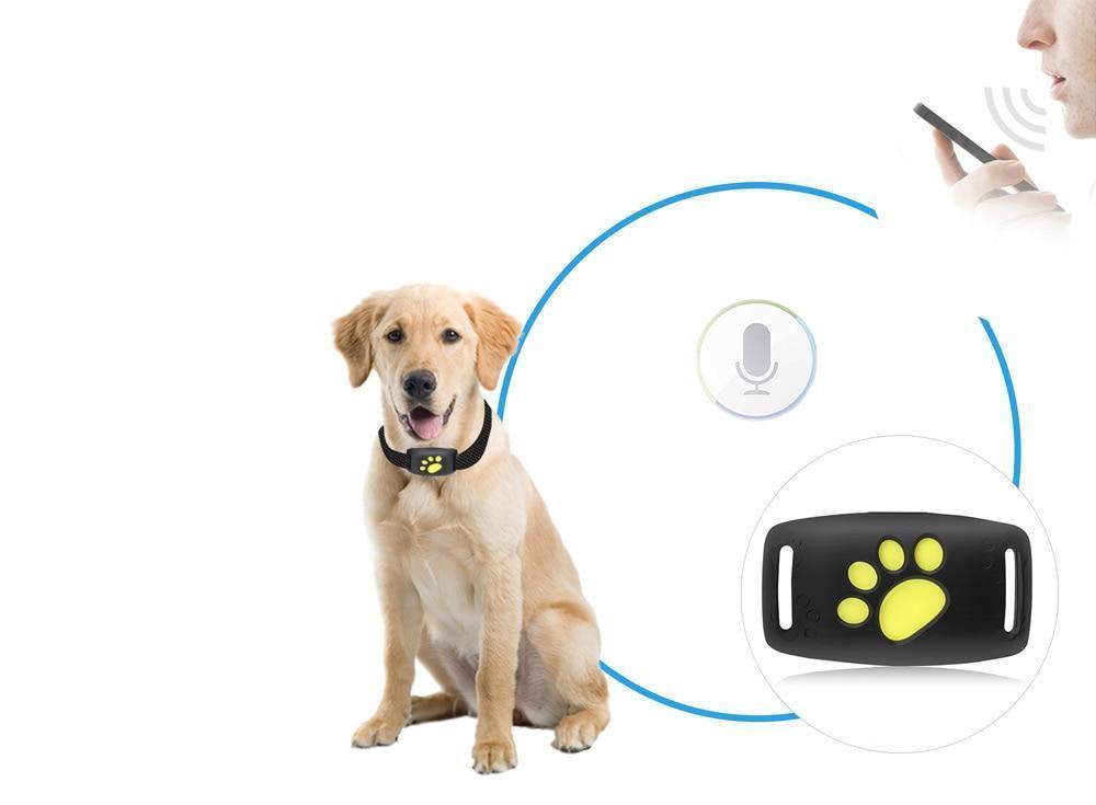 WhiskerTag Mini GPS Tracker For Real-Time Cat Location Monitoring