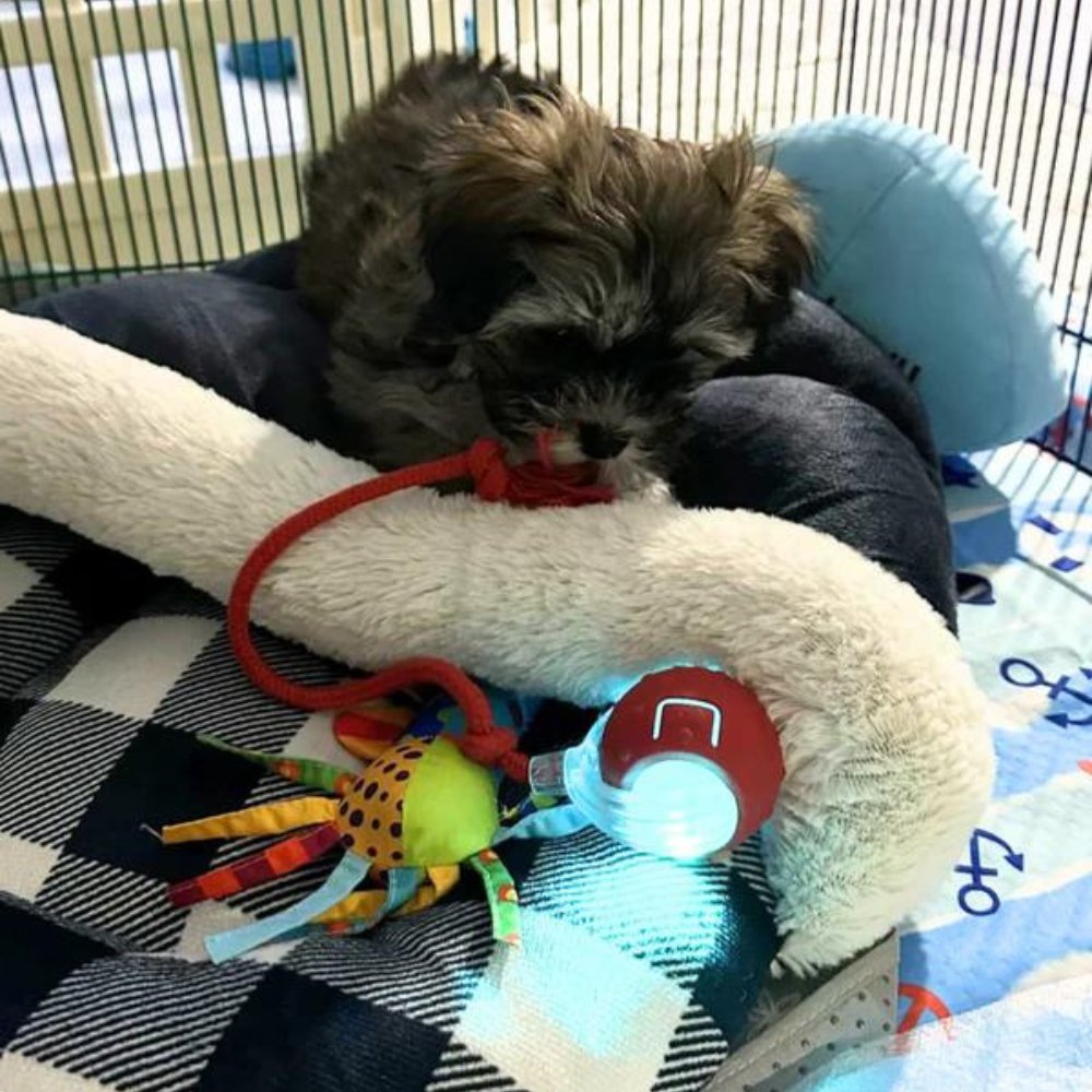 SwiftOrbit Rolling Ball Dog Toy For Interactive Play And Anxiety Relief