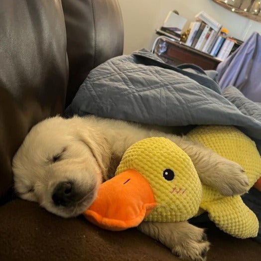 QuackPup Duck Toy For Dogs With Interactive Quacking Sound