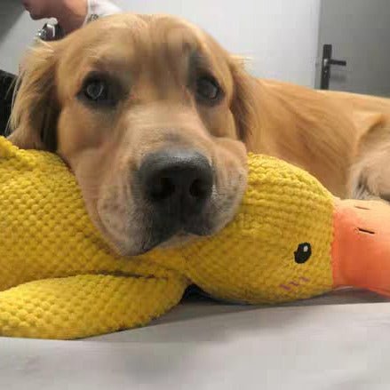 QuackPup Duck Toy For Dogs With Interactive Quacking Sound