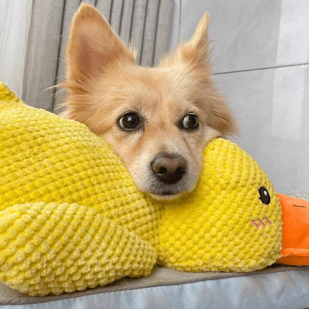 QuackPup Duck Toy For Dogs With Interactive Quacking Sound
