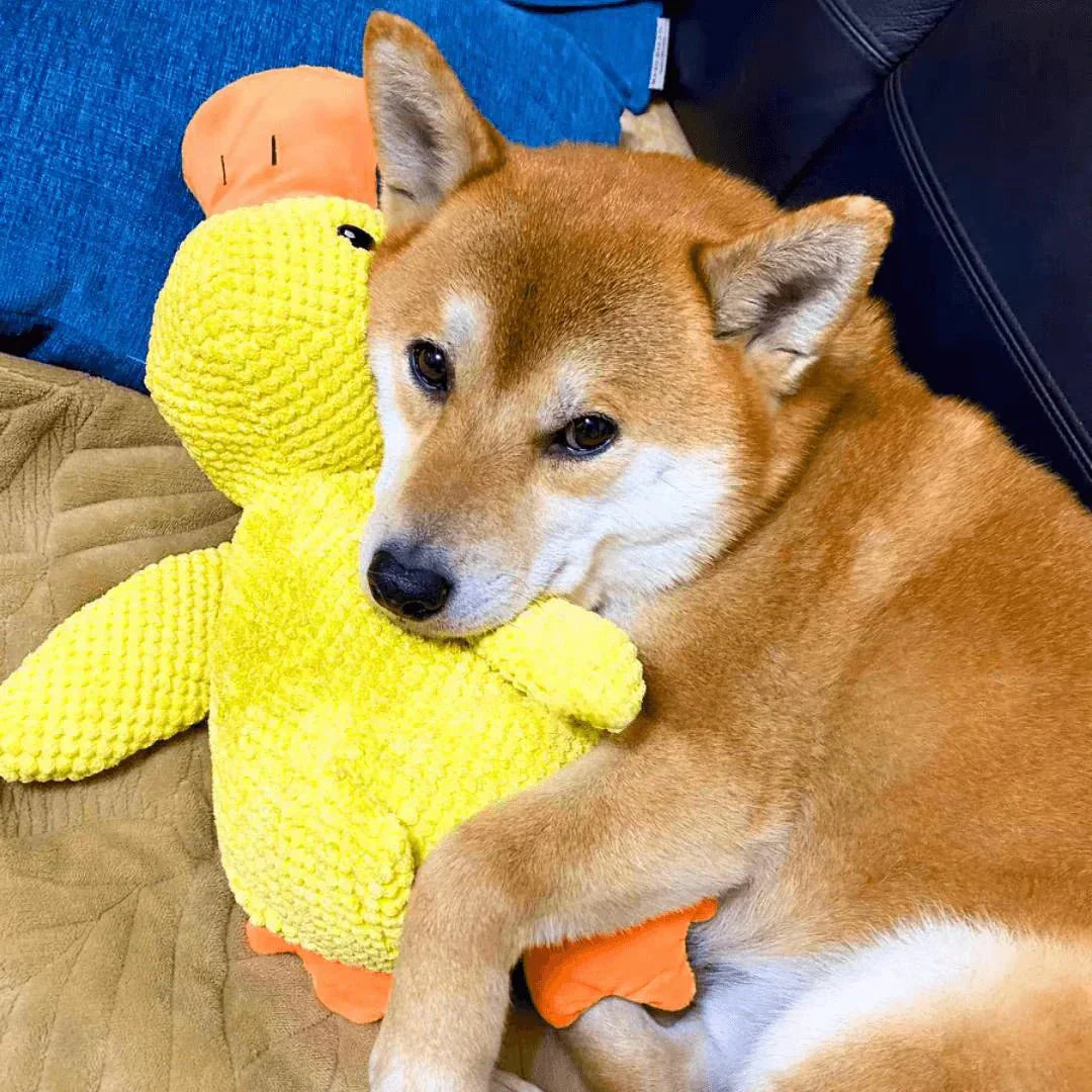 QuackPup Duck Toy For Dogs With Interactive Quacking Sound