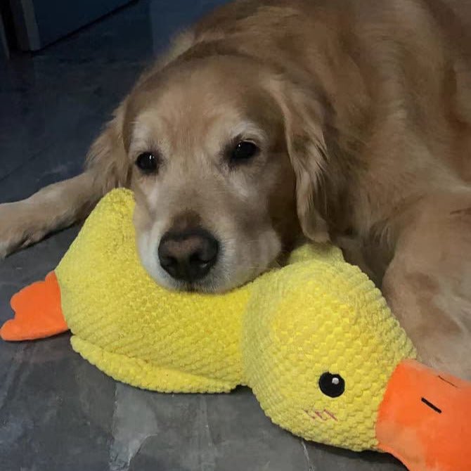 QuackPup Duck Toy For Dogs With Interactive Quacking Sound