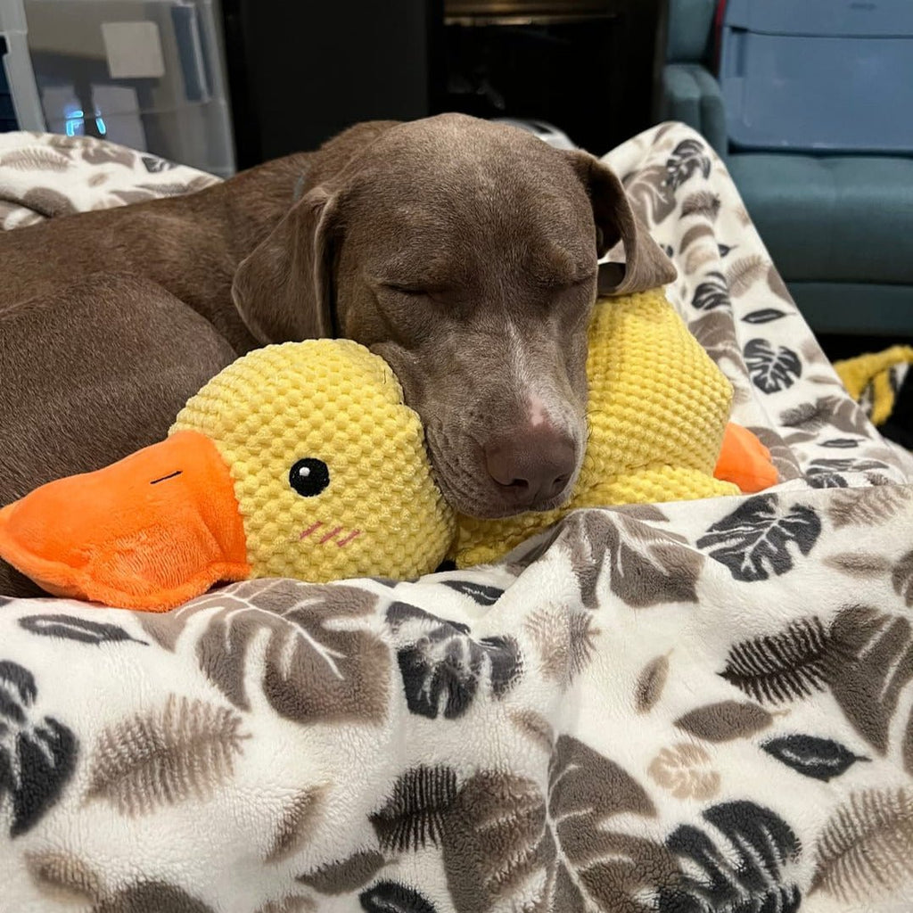QuackPup Duck Toy For Dogs With Interactive Quacking Sound