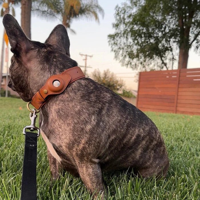 TrailGuard Premium AirTag Hundhalsband Håller Apple AirTag För Hitta Min Plats