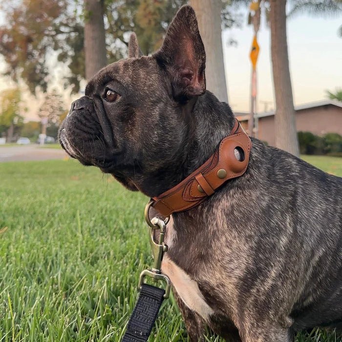TrailGuard Premium AirTag Hundhalsband Håller Apple AirTag För Hitta Min Plats