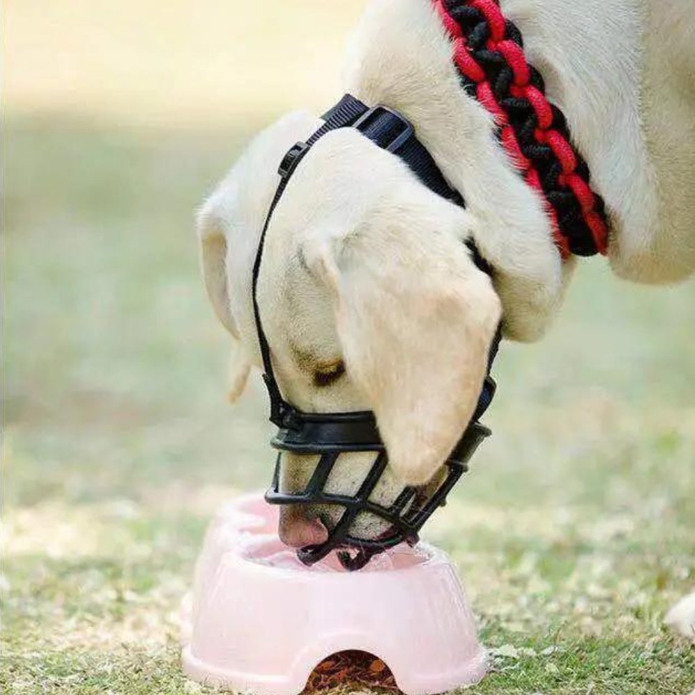 NexaGuard Breathable Dog Muzzle With Adjustable Straps For Safe Behavior