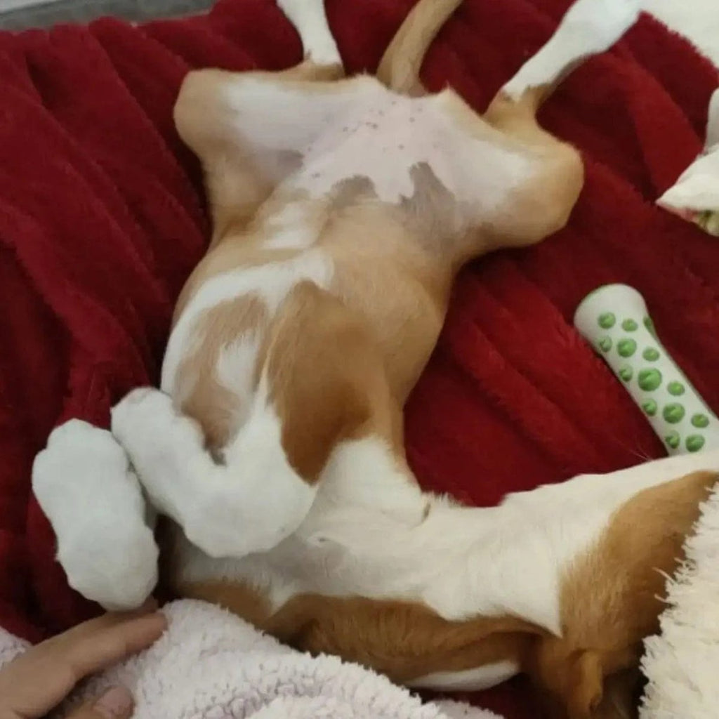 Giocattolo Calmante per Cani ZenPaw alla Lavanda e Camomilla per Riduzione dell'Ansia Polimero Non Tossico
